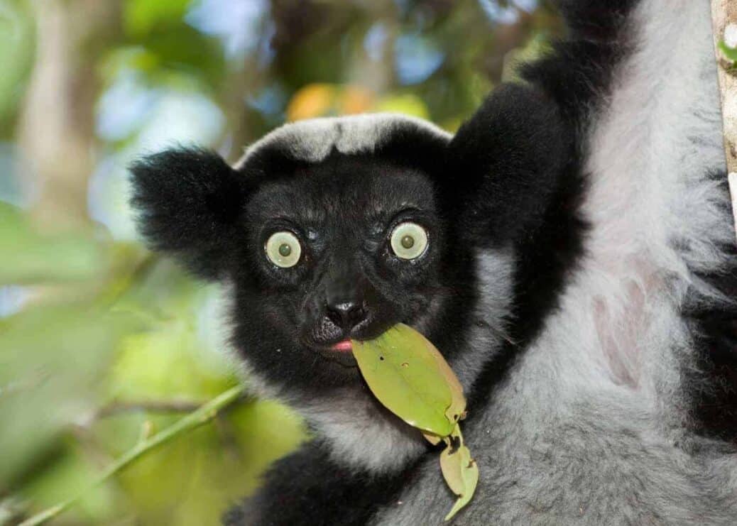 Andasibe-Mantadia-Madagascar