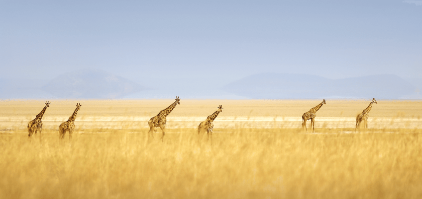 girafes-tanzanie