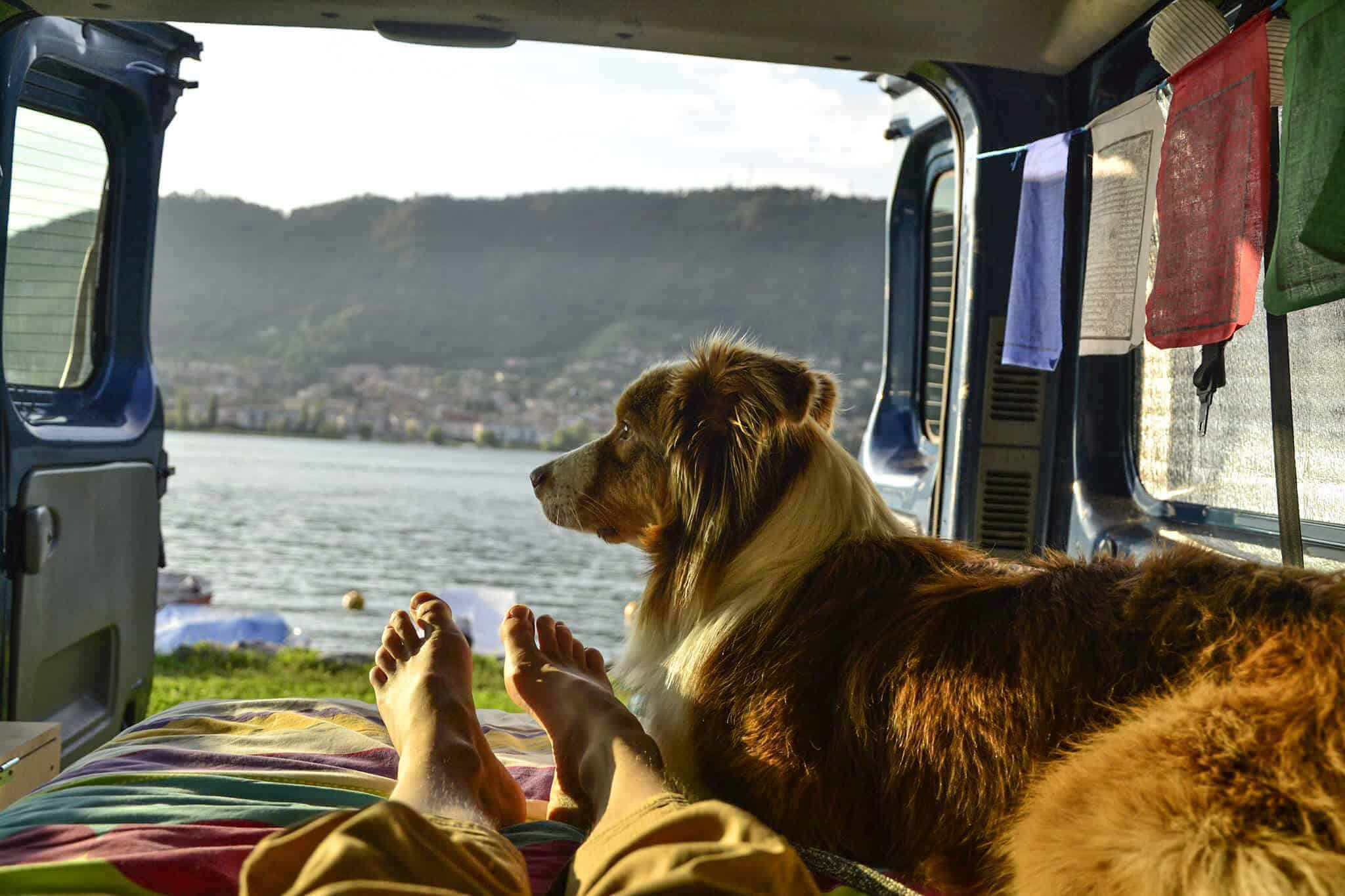 voyage au maroc avec chien