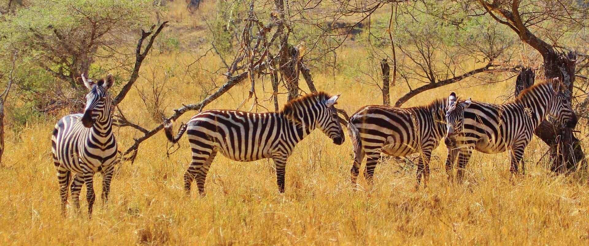visiter la tanzanie
