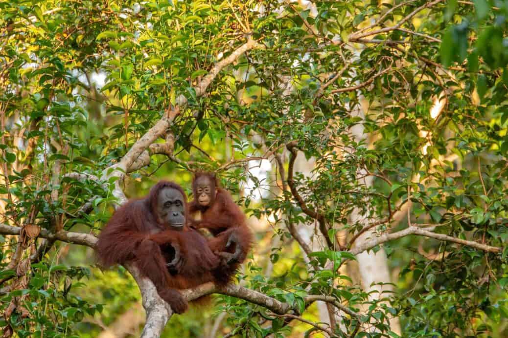 voir les orangs outangs