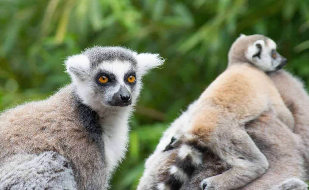 découvrir madagascar