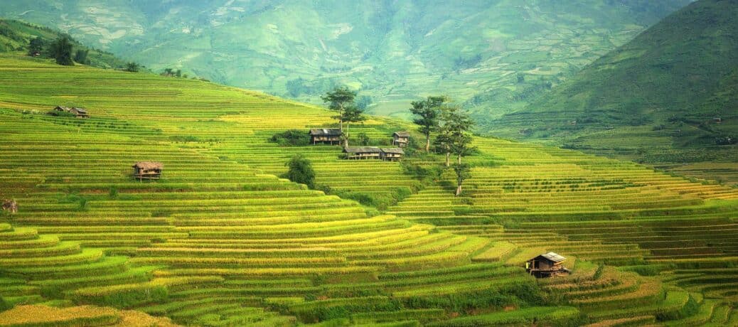 rizières chine