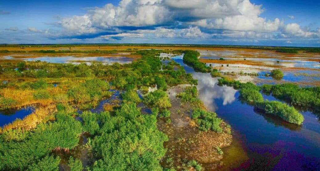 les everglades