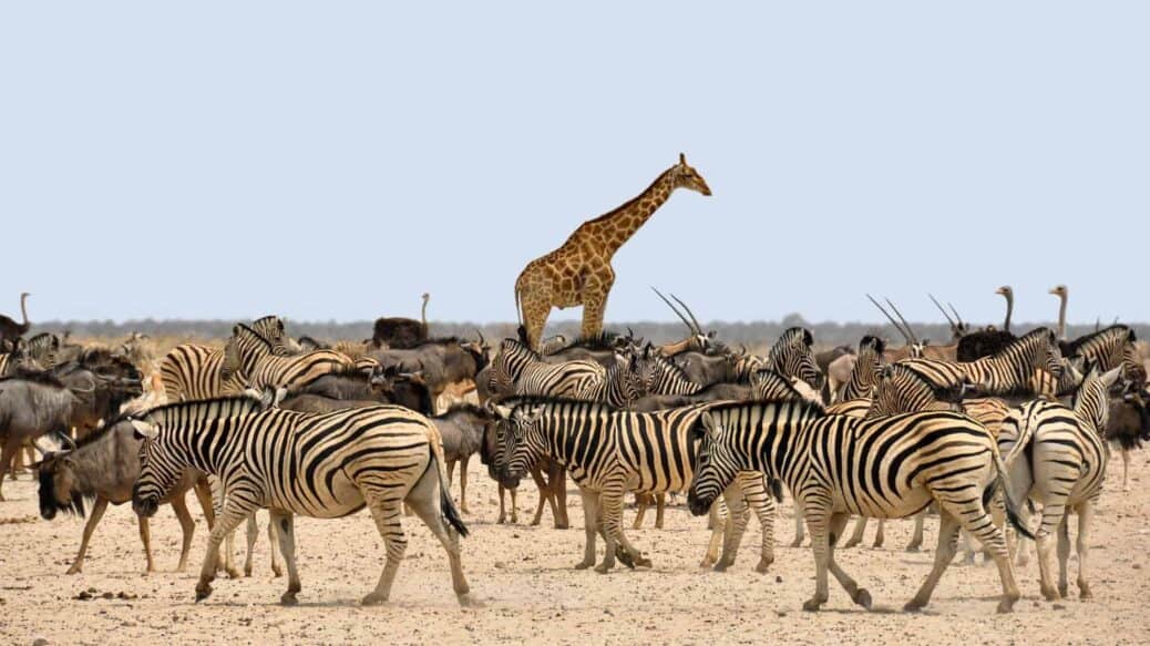 parc national etosha