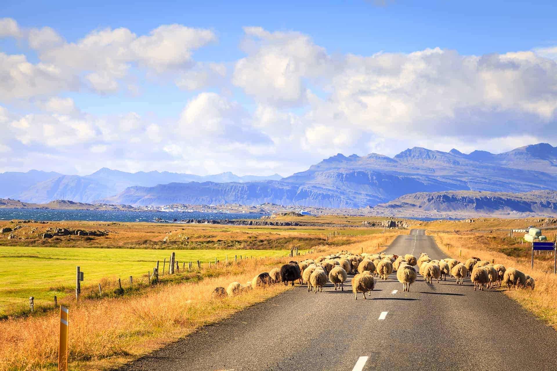 van camping islande