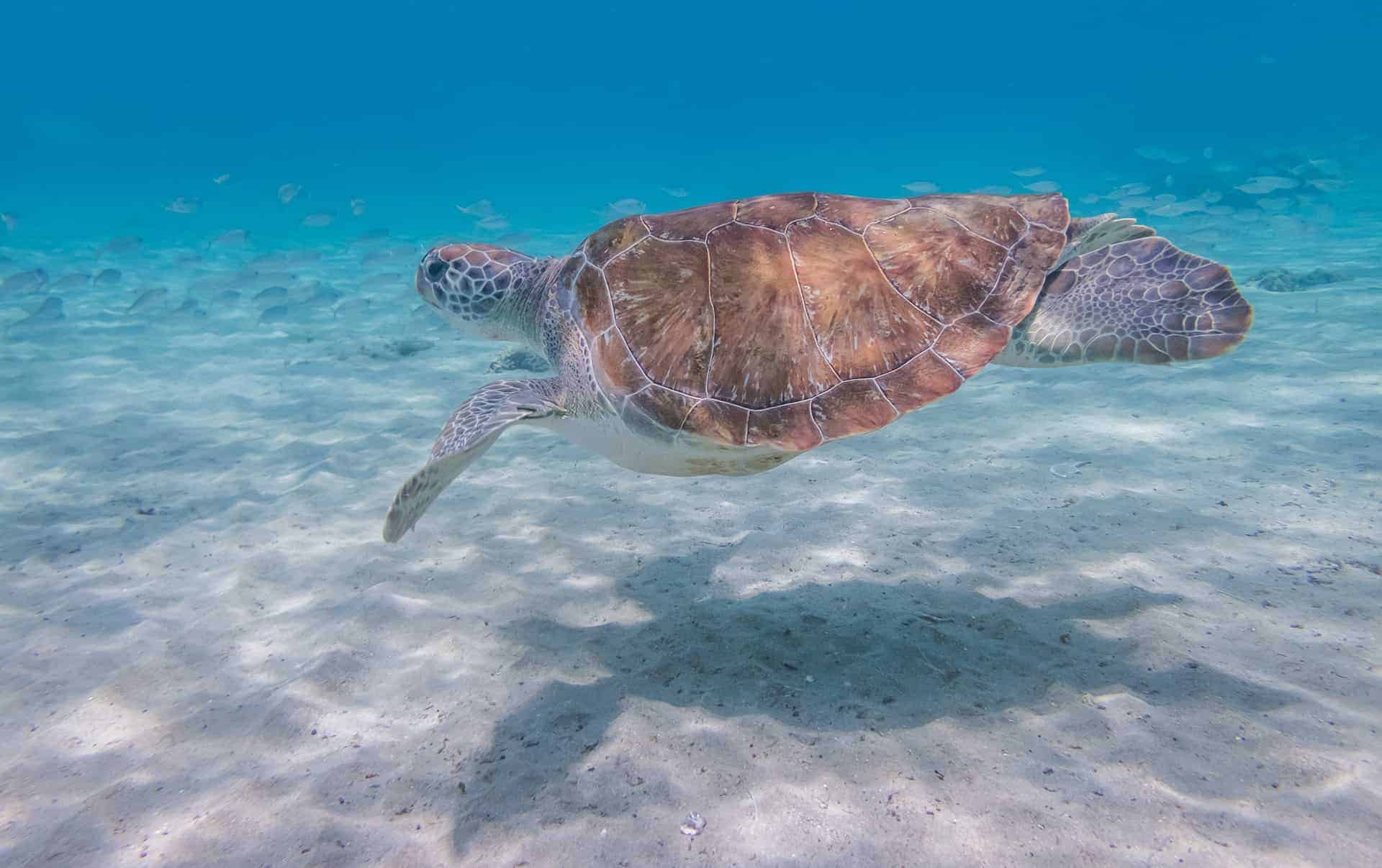 nager avec les tortues