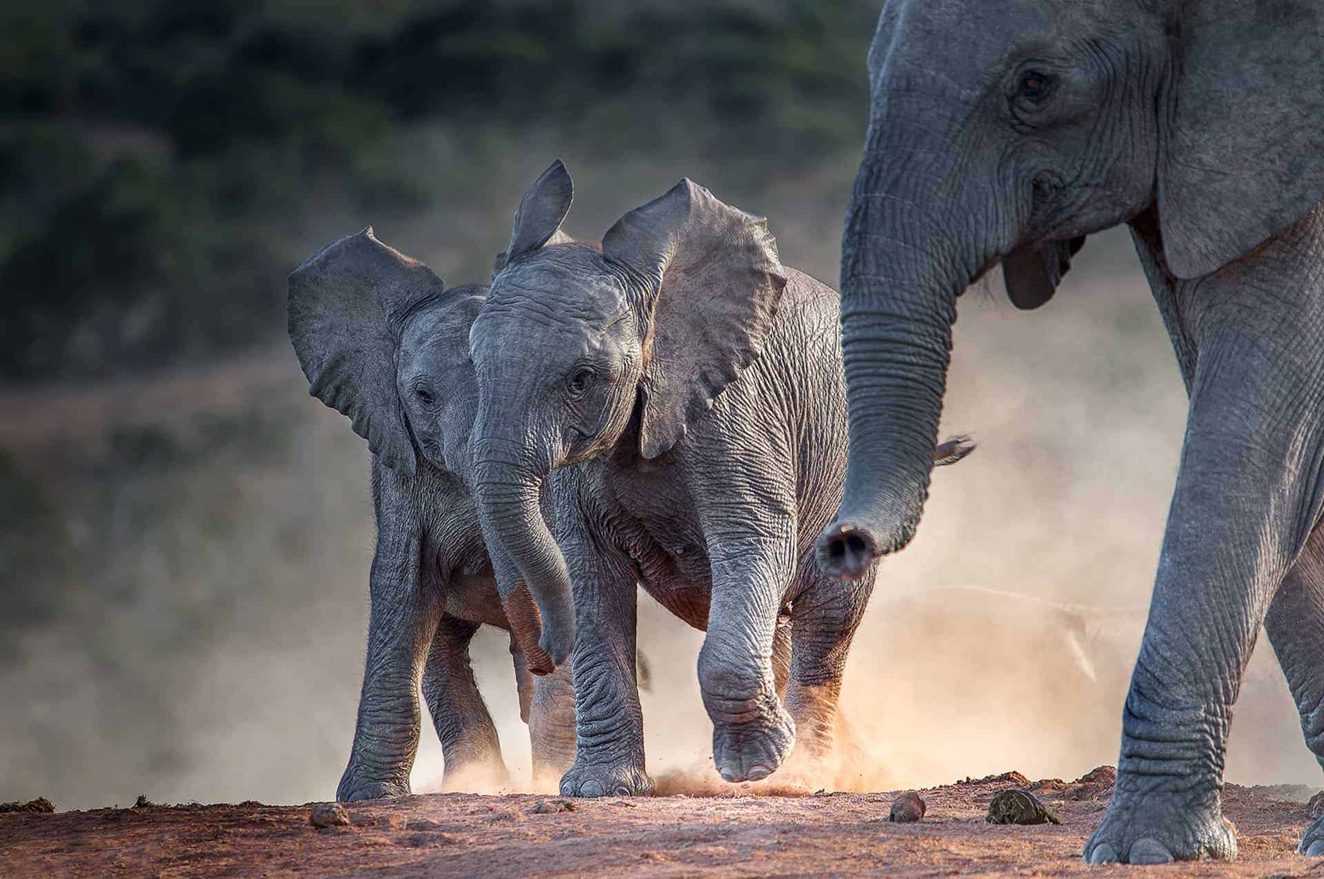 addo elephant park safari en afrique du sud