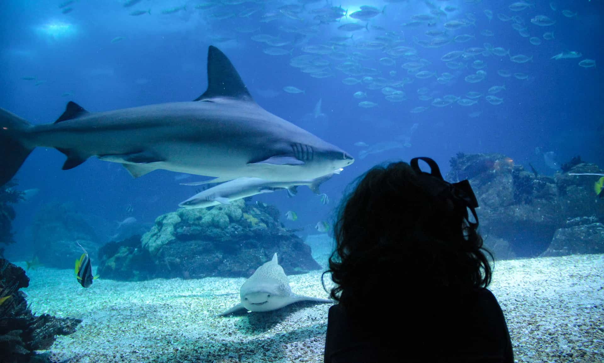 aquarium lisbonne