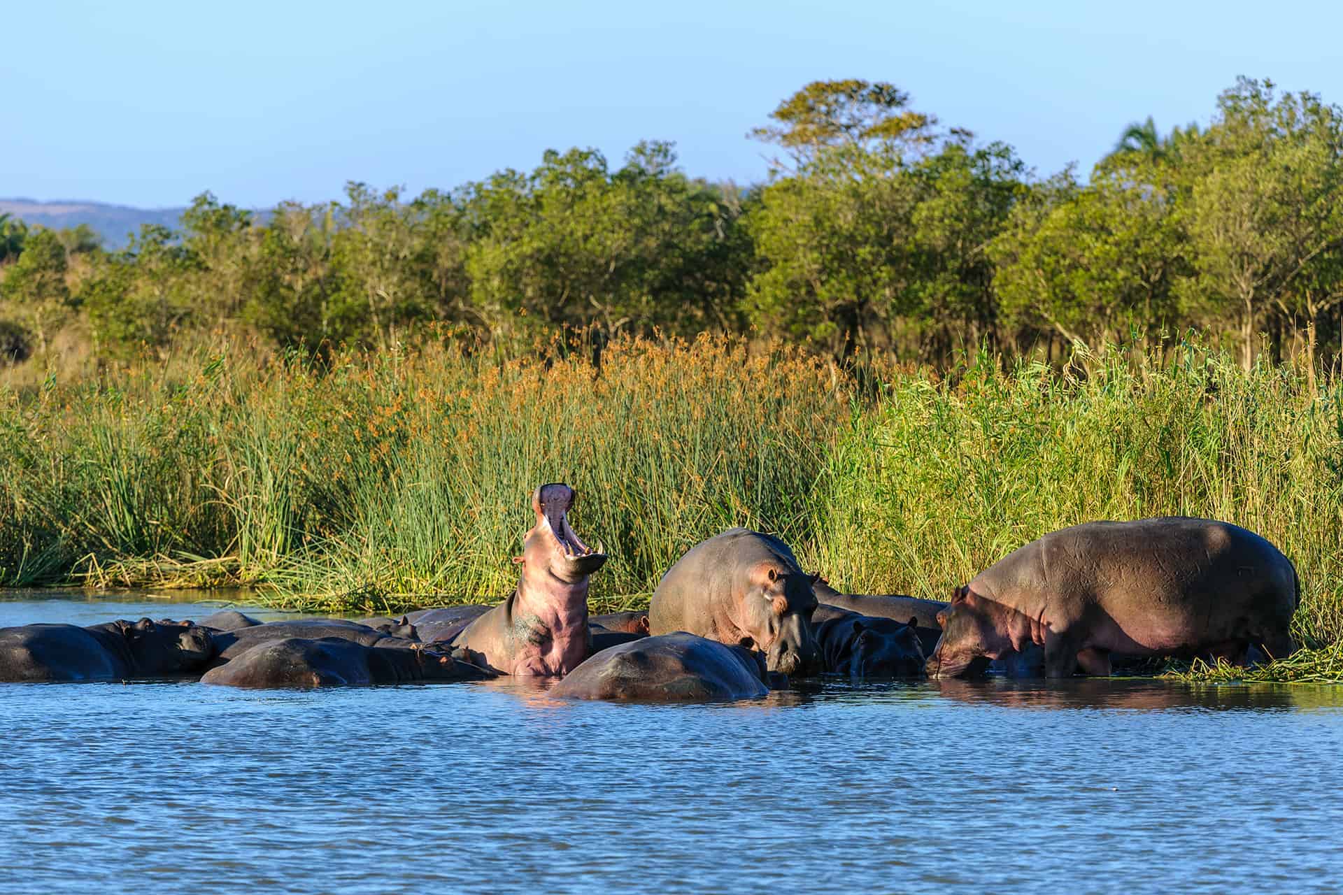 hippopotames iSimangaliso