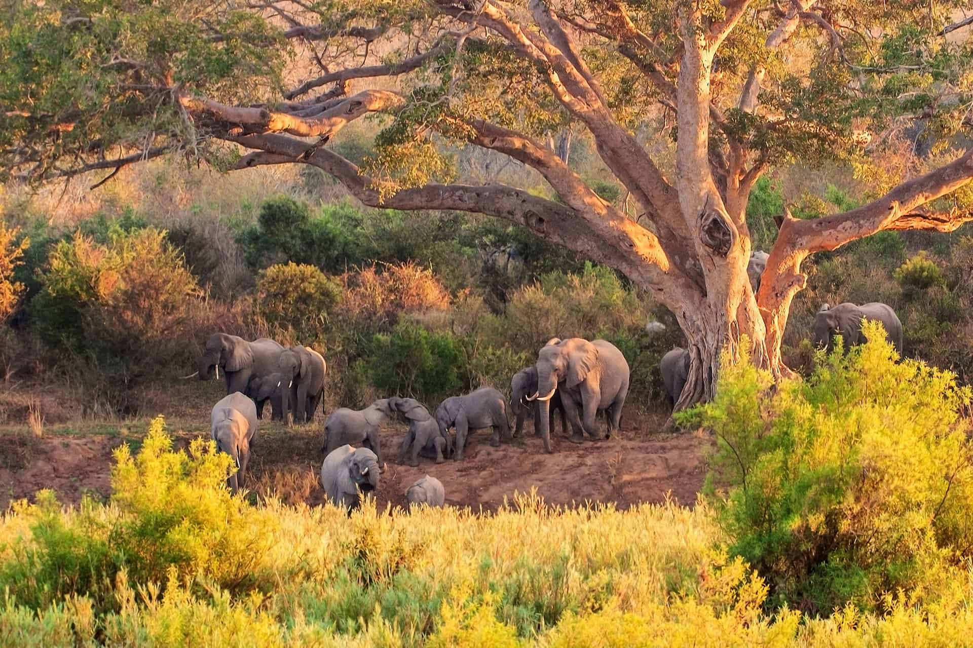 safari en afrique du sud pilanesberg