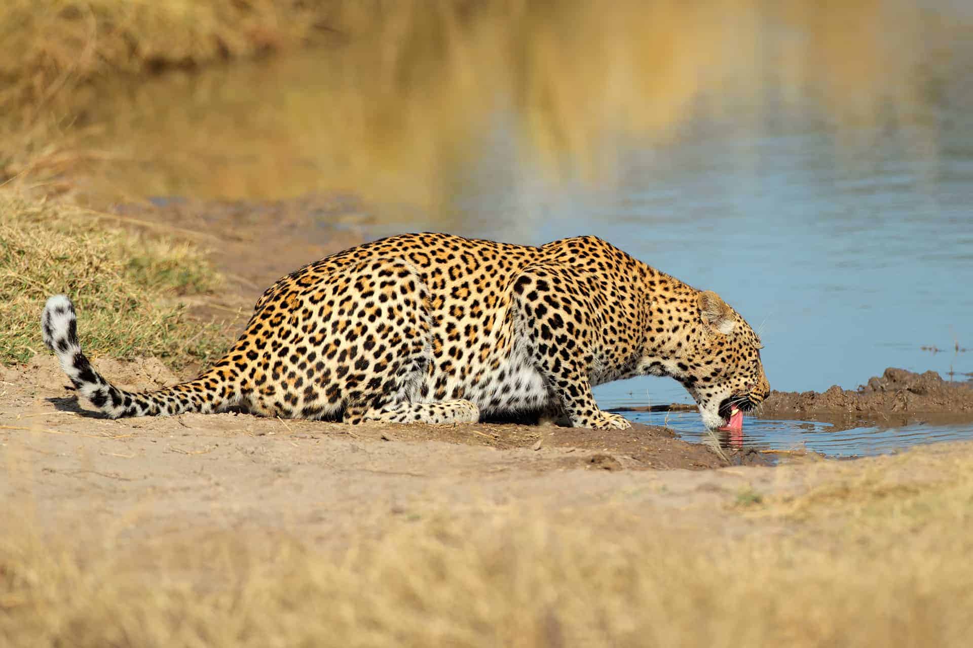 leopard afrique du sud big 5