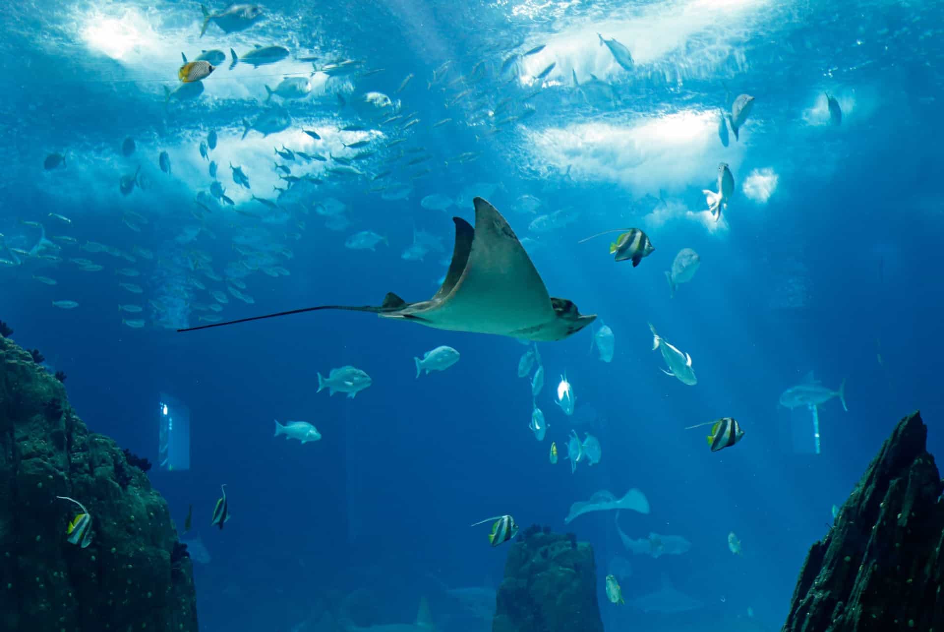 oceanarium lisbonne