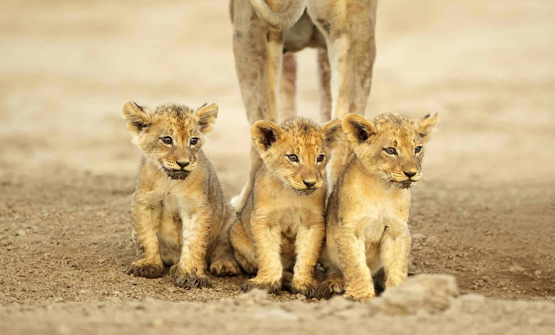 quand partir en afrique du sud