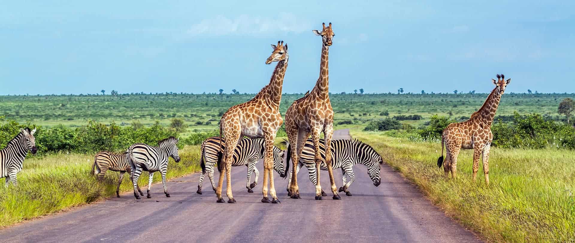 safari afrique du sud