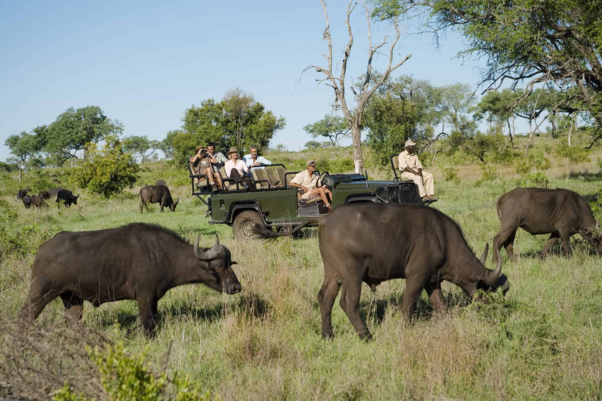 safari avec une agence locale