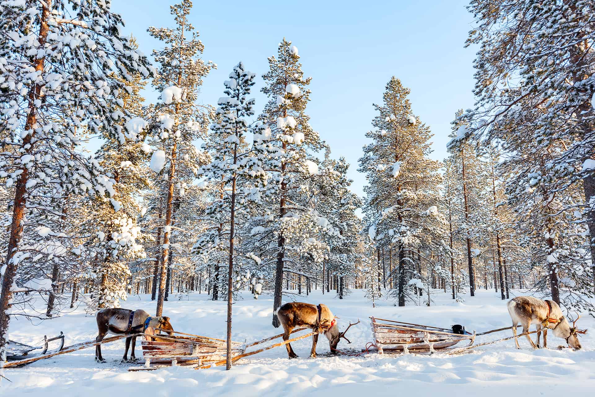 voyage laponie hiver