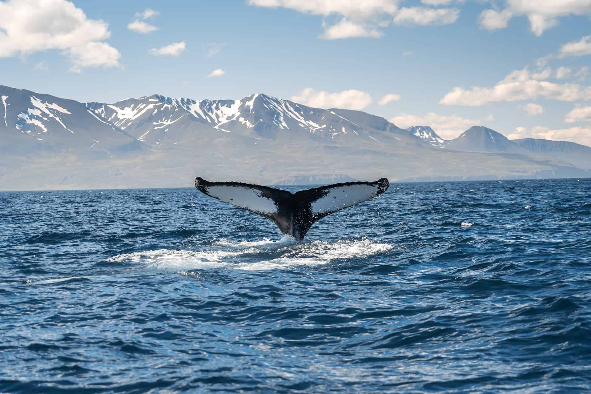baleines a bosses islande