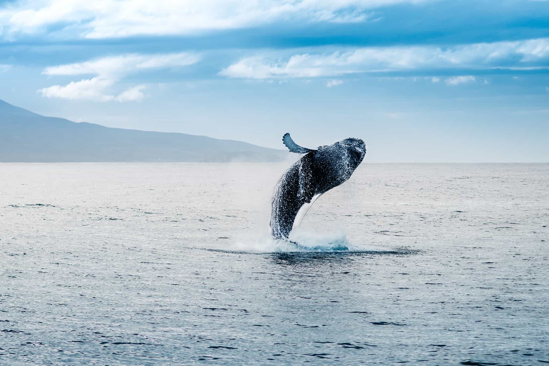 baleines en islande