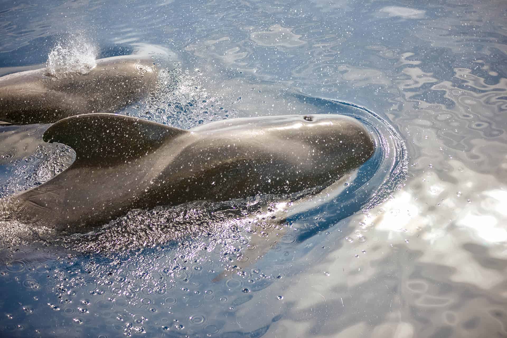 baleines tenerife