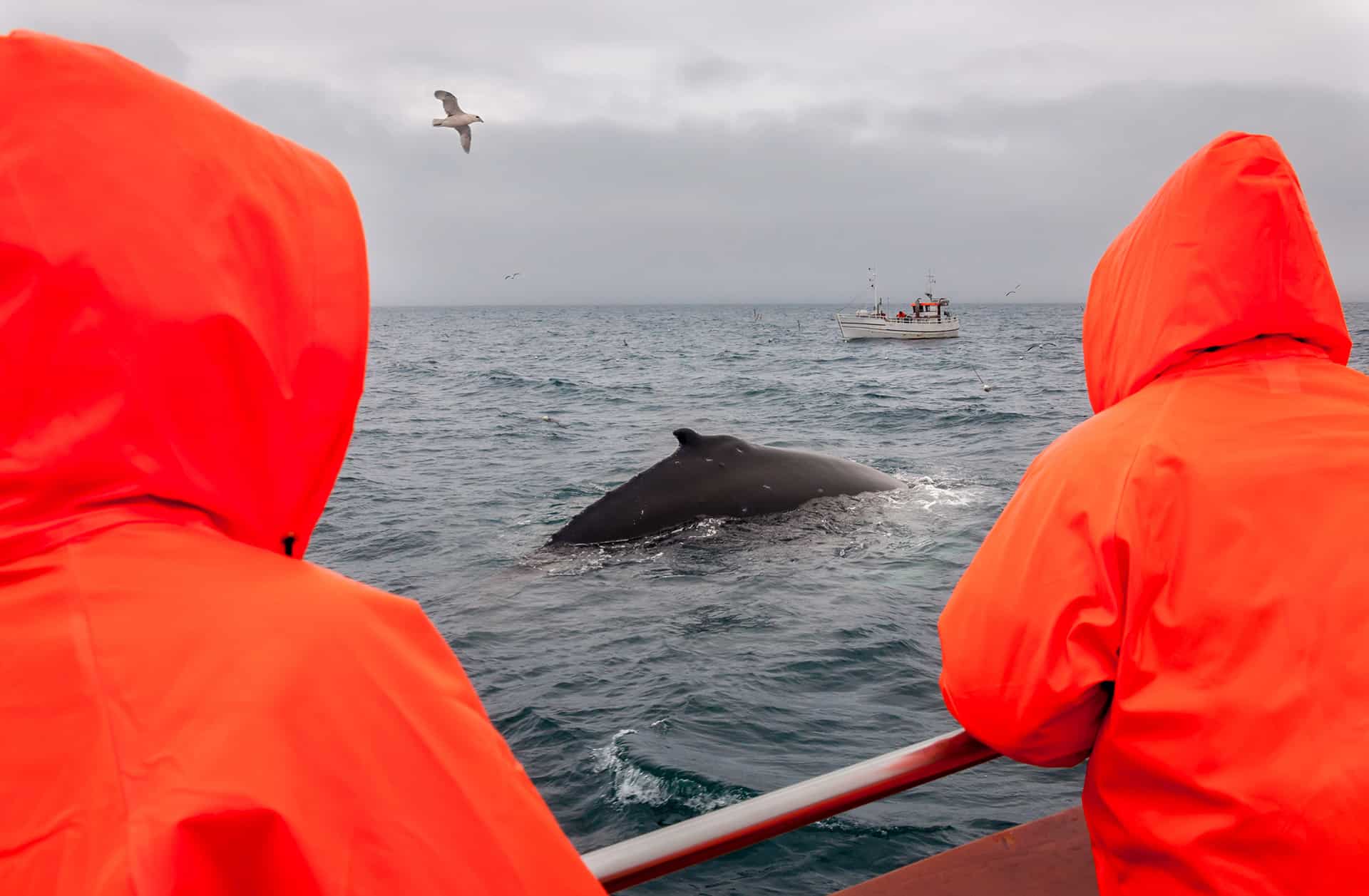 comment observer les baleines