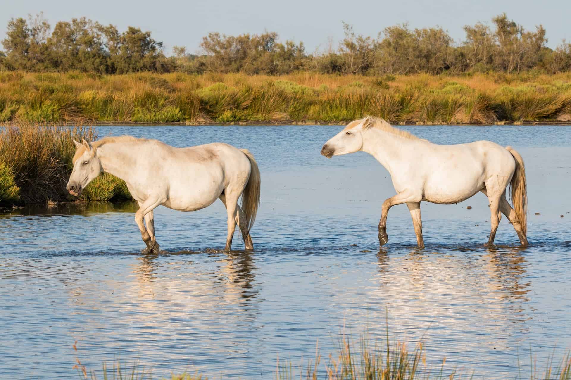 decouvrir la camargue