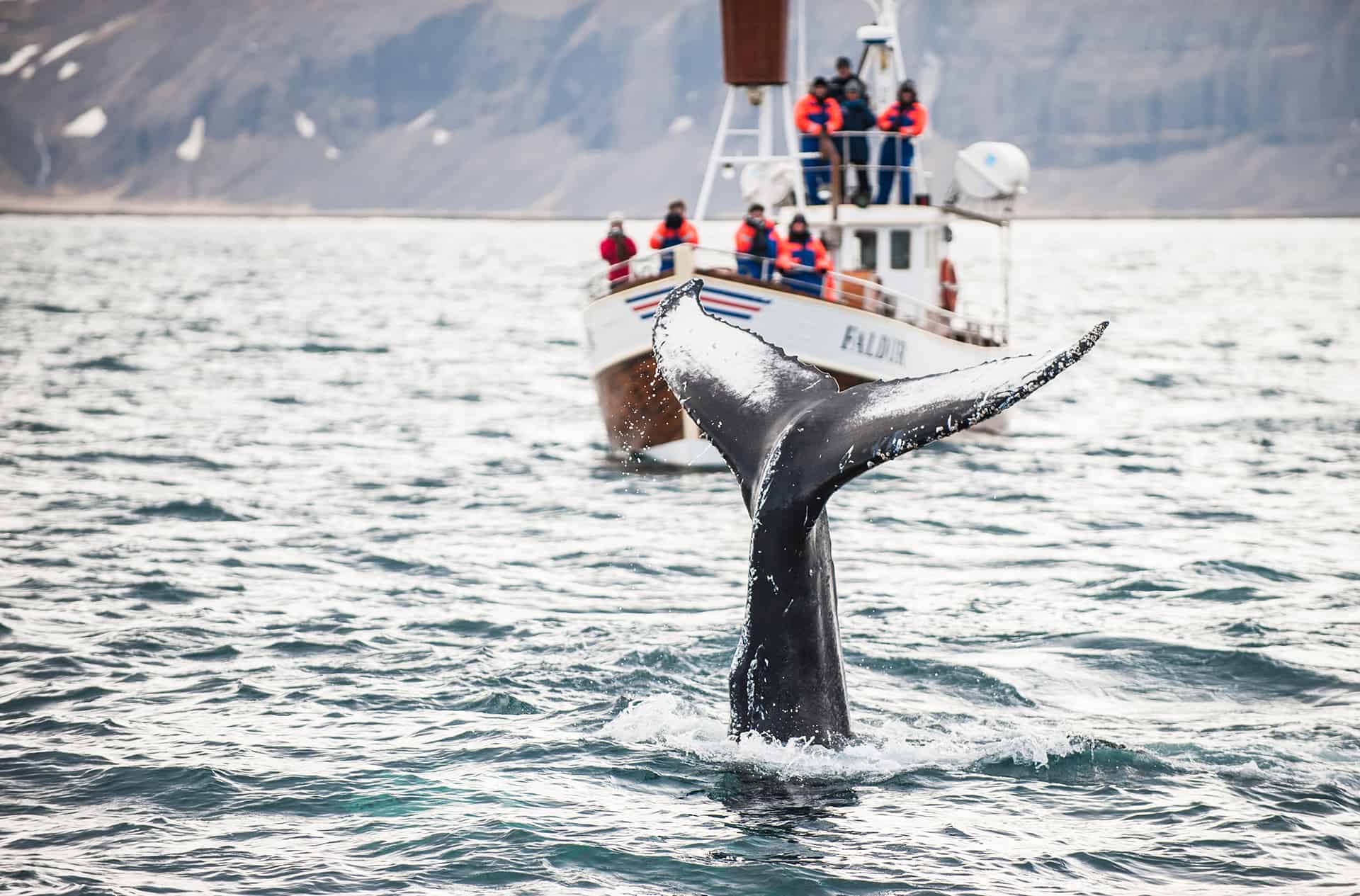 excursion baleines islande