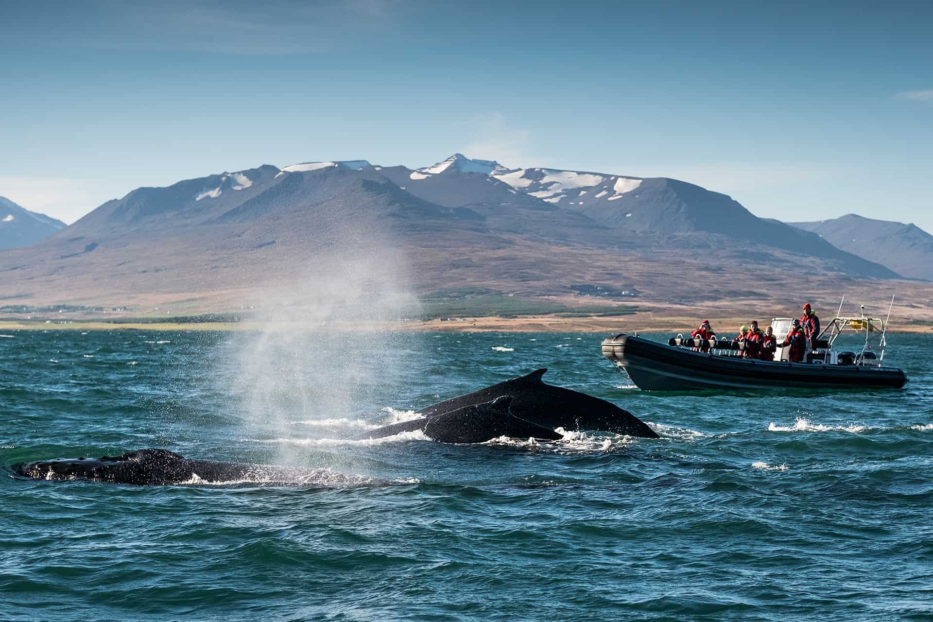 excursion en bateau husavik