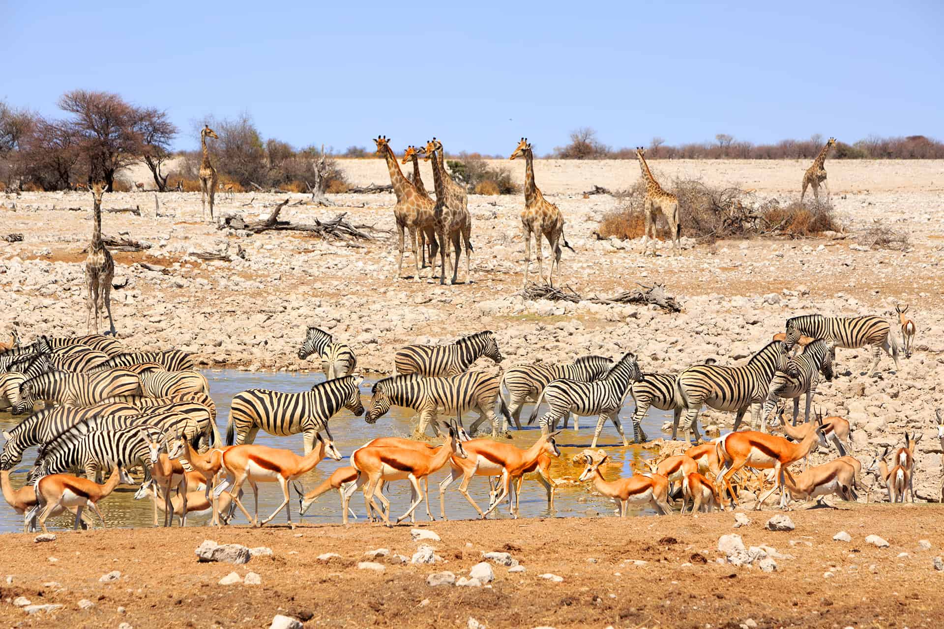 parc etosha namibie