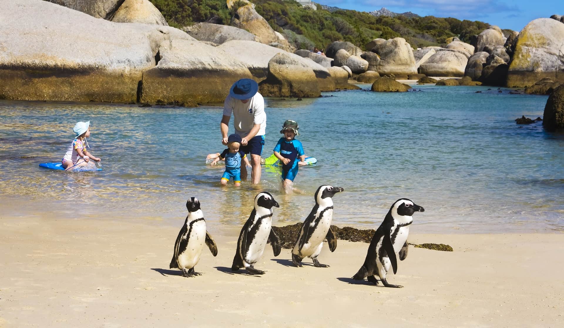 boulders beach le cap