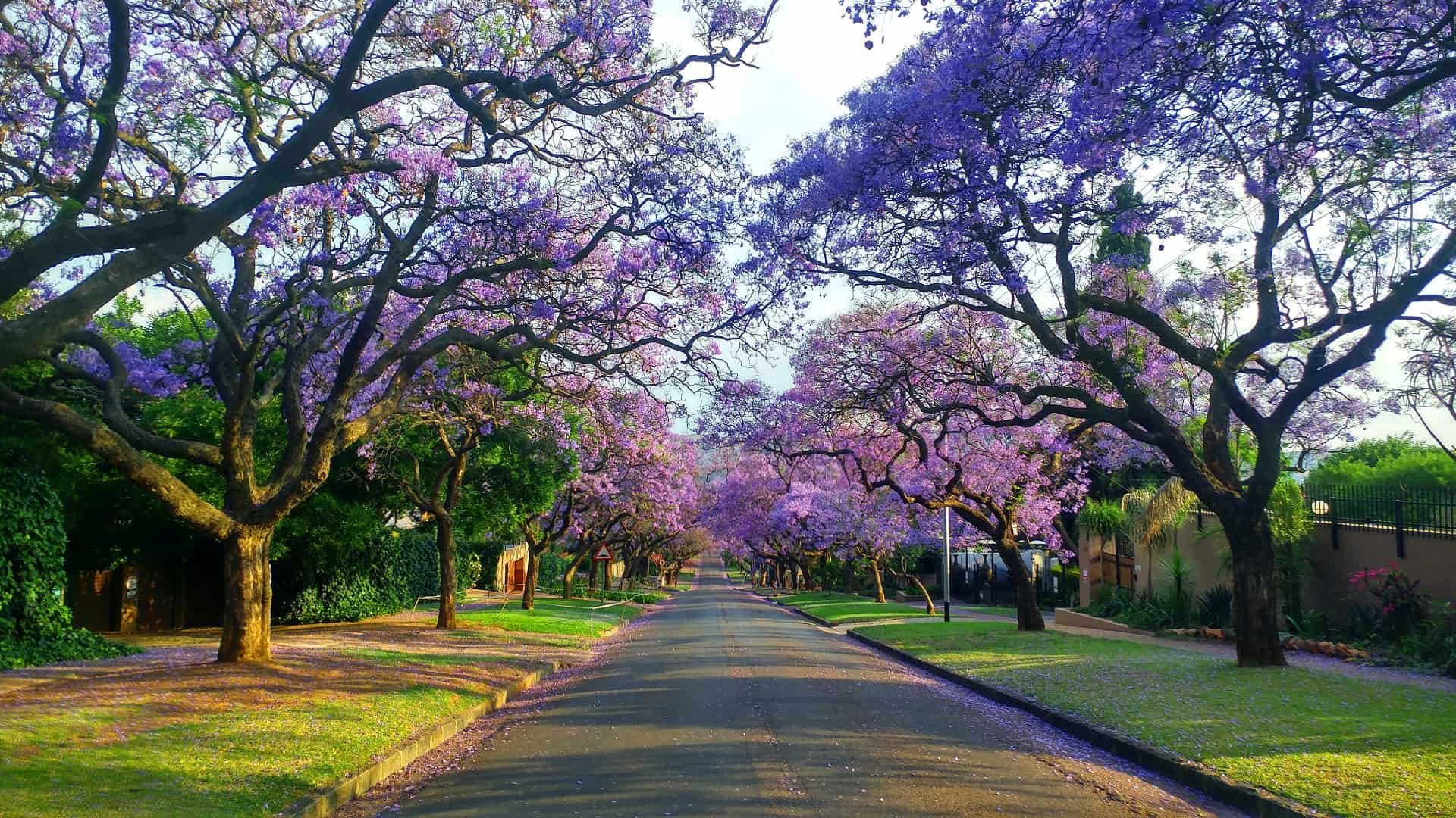 jacaranda afrique du sud
