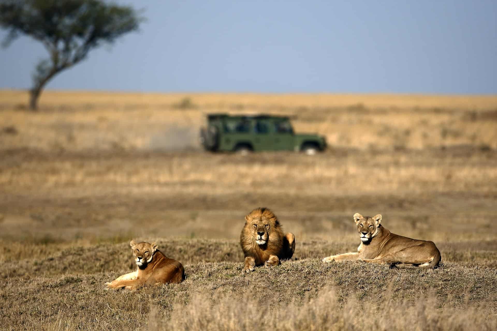 lions safari