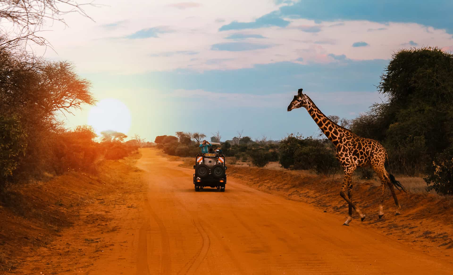 safari avec animaux