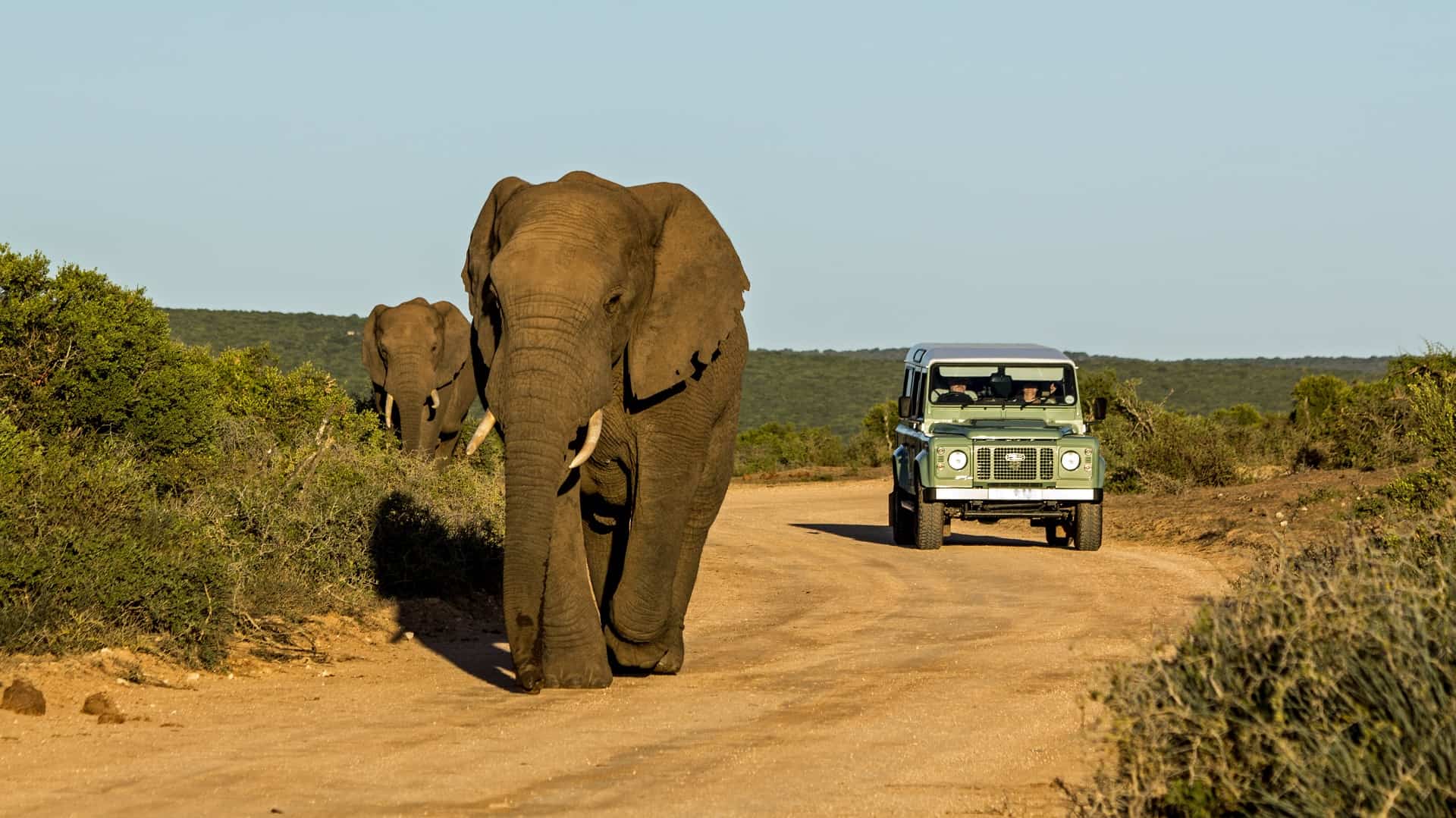 safari afrique du sud