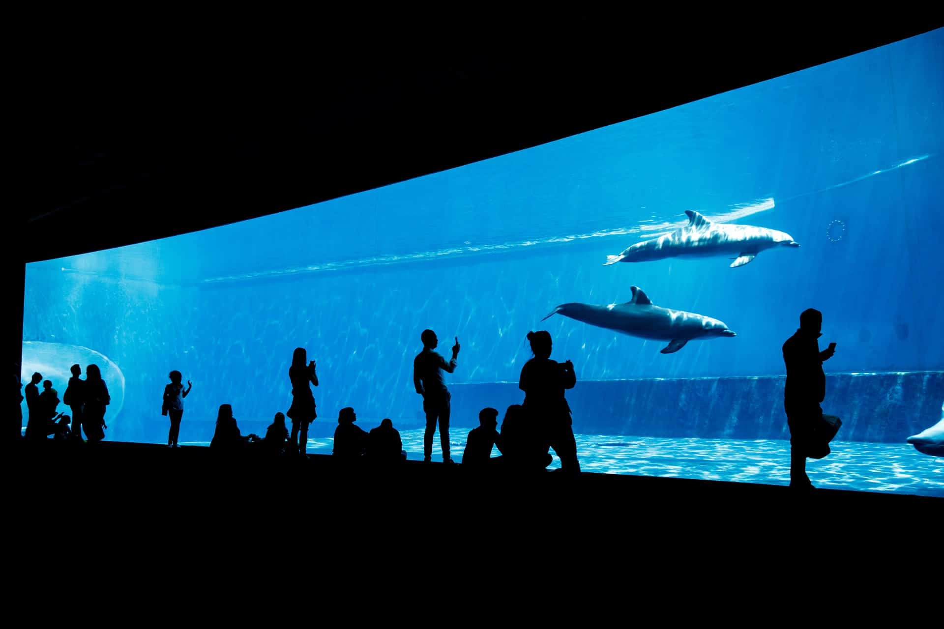 dauphins aquarium