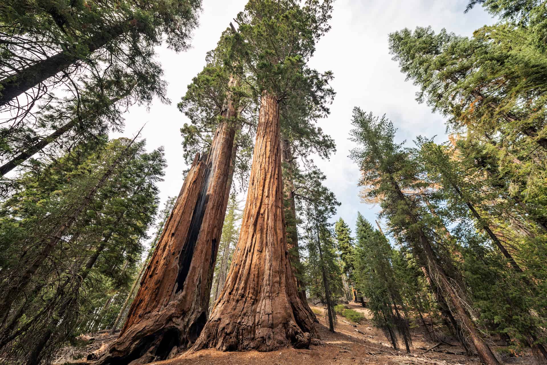 parc sequoia
