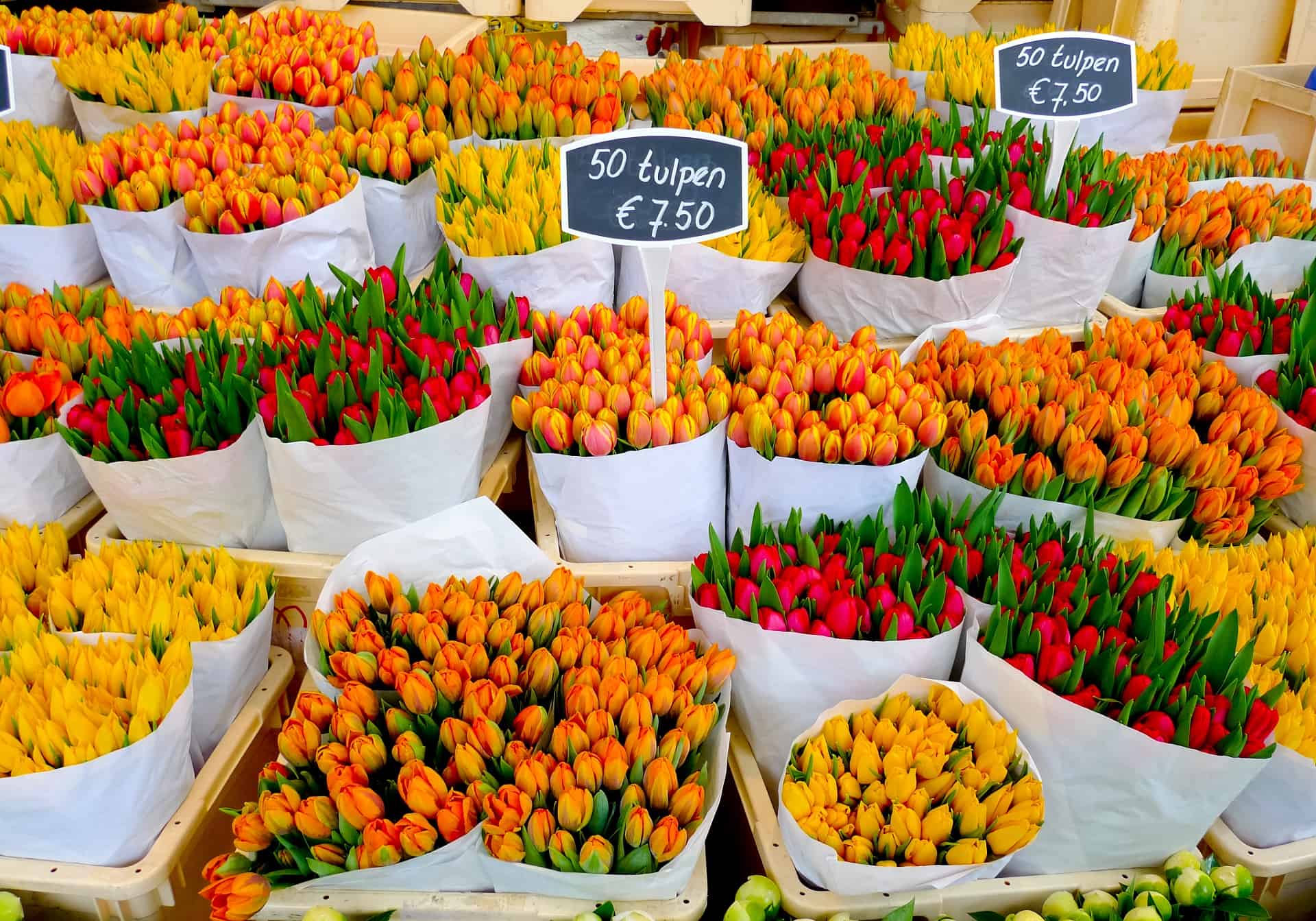 tulipes symbole hollande