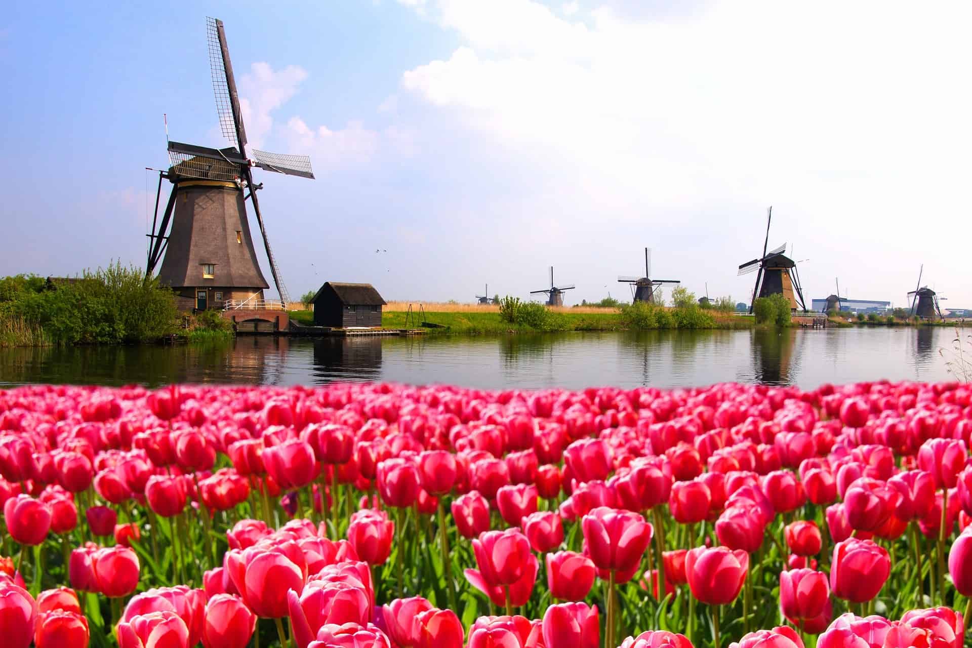 voyage pays bas tulipes