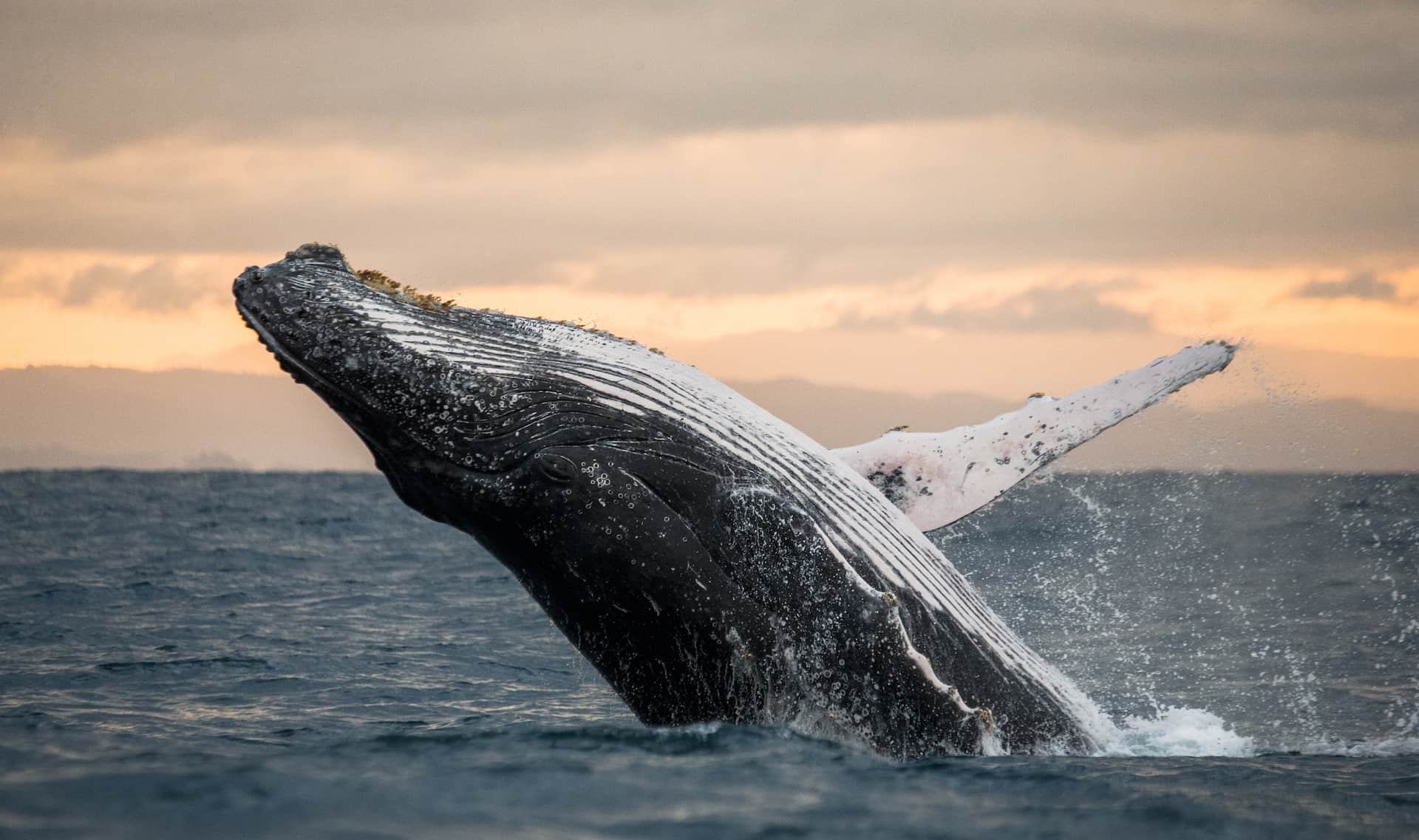 billet baleine tadoussac