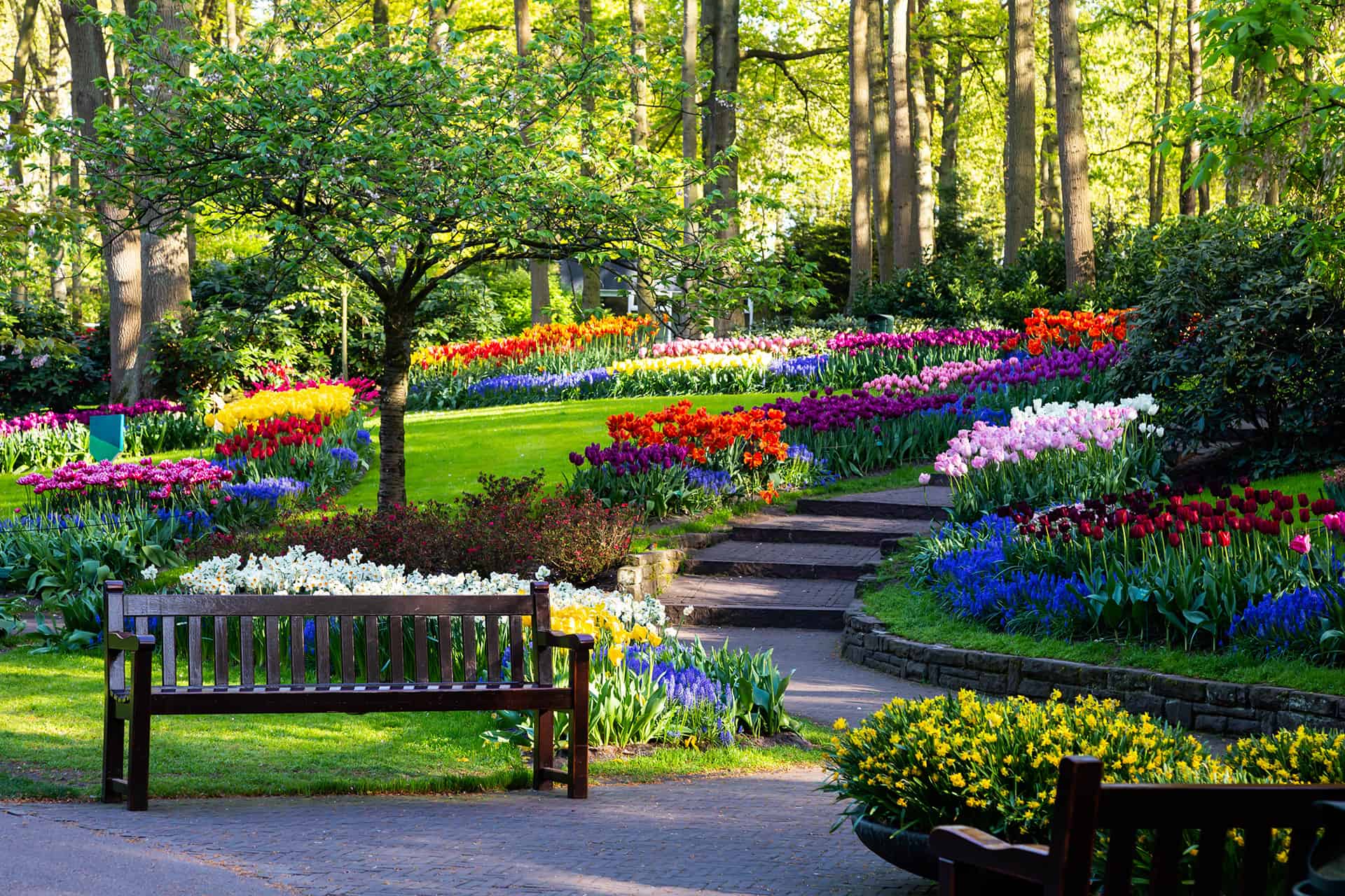 parc floral keukenhof tulipes pays bas