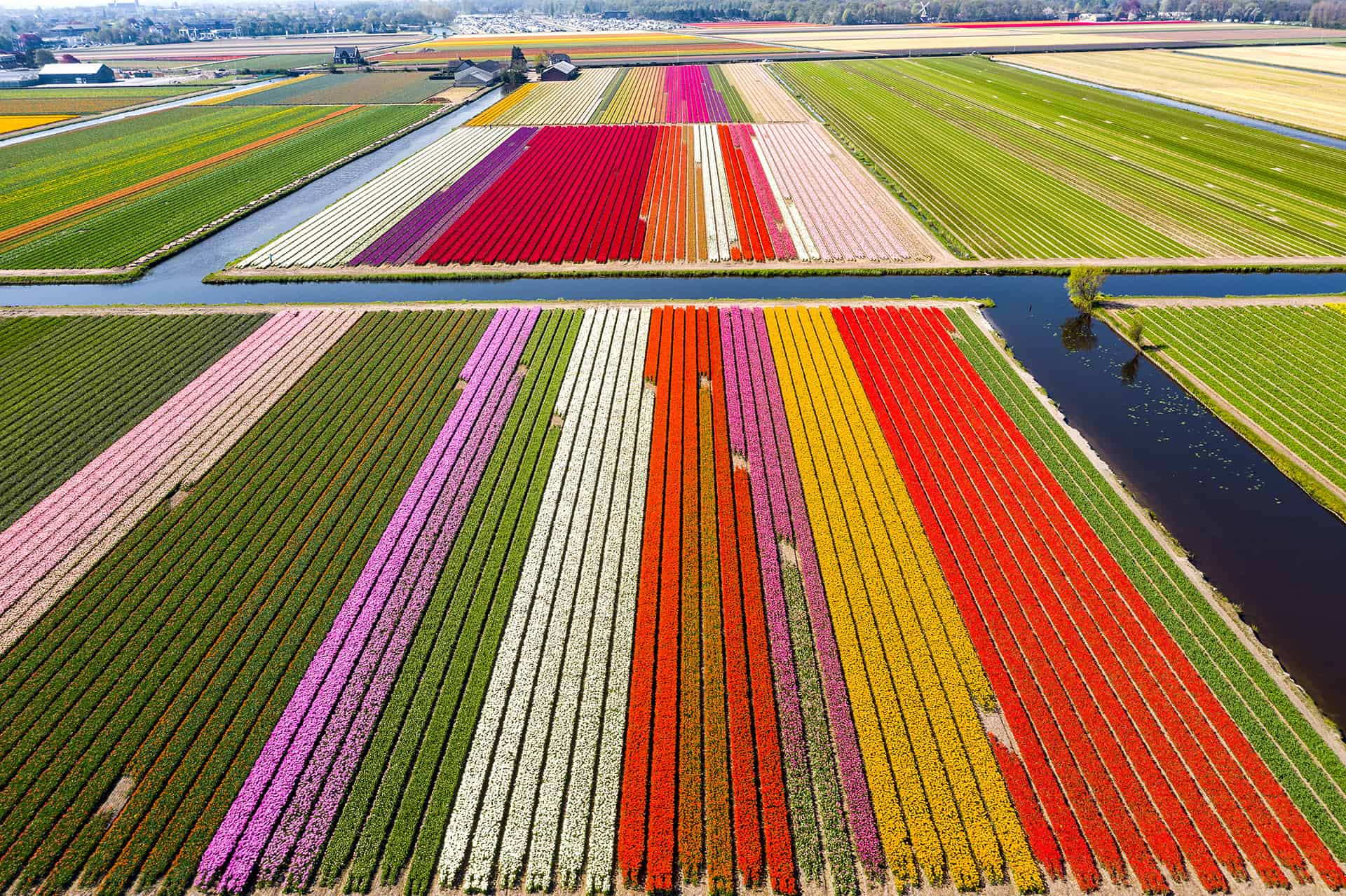tulipe pays bas