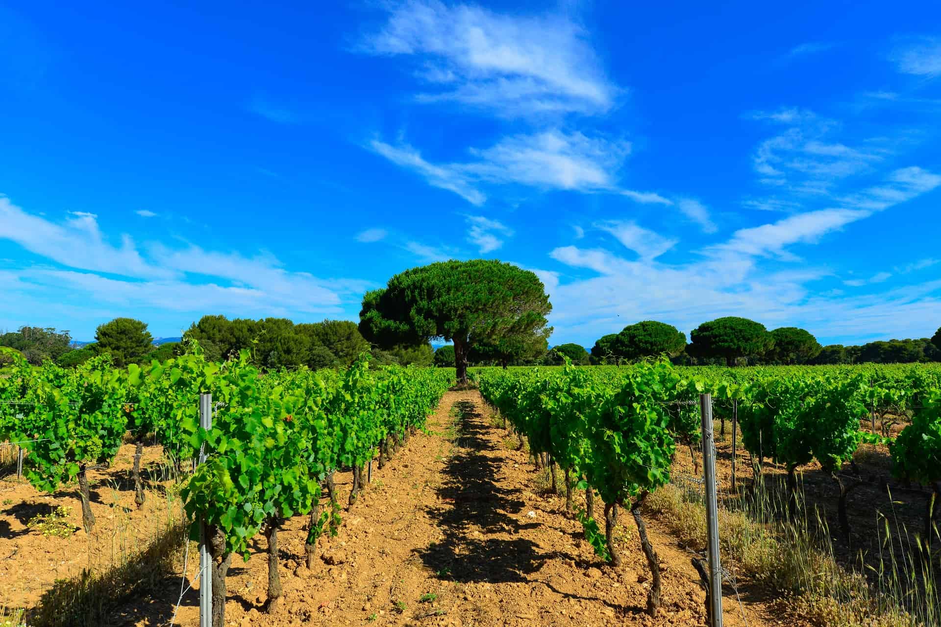 vignobles porquerolles