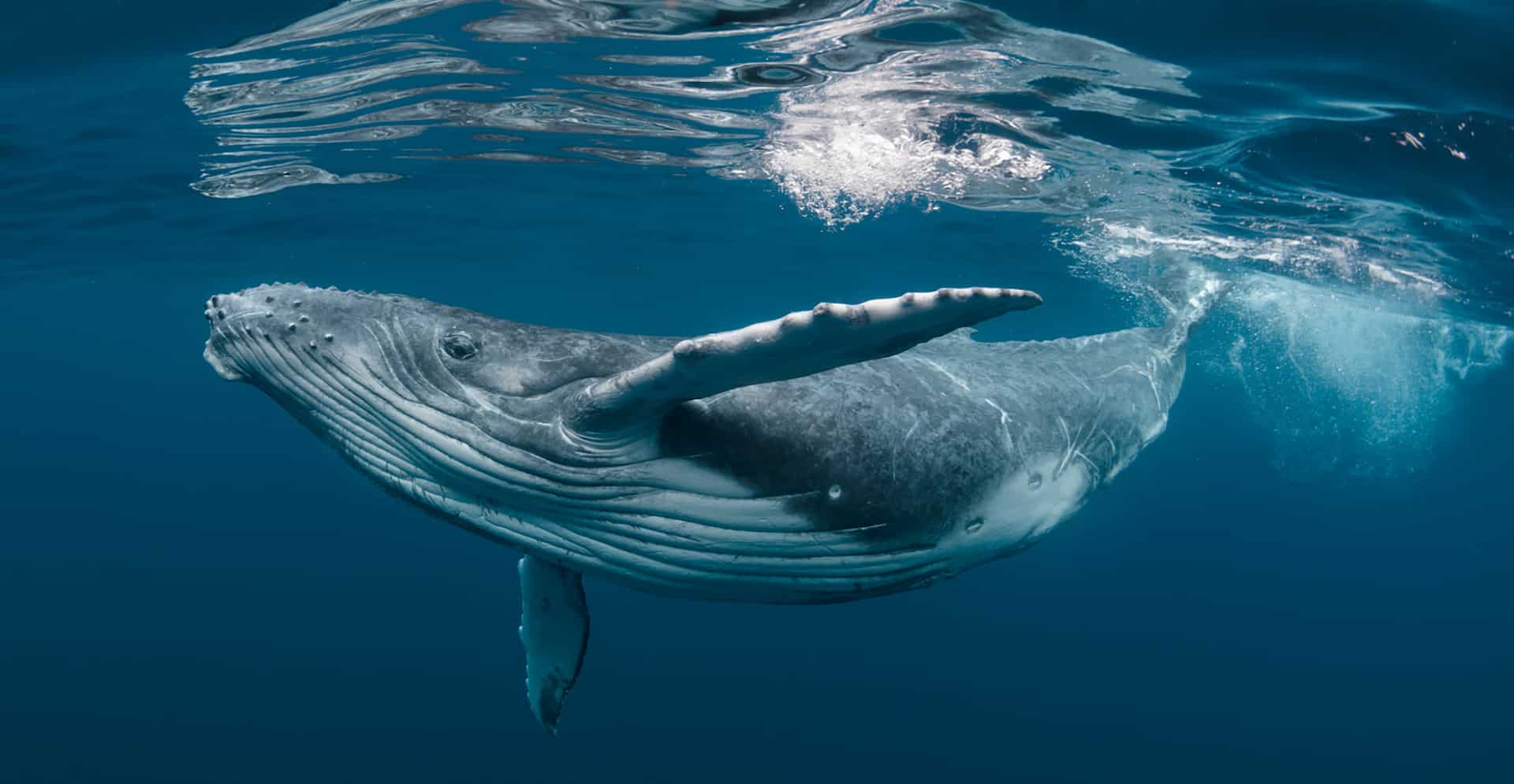 voir baleine tadoussac