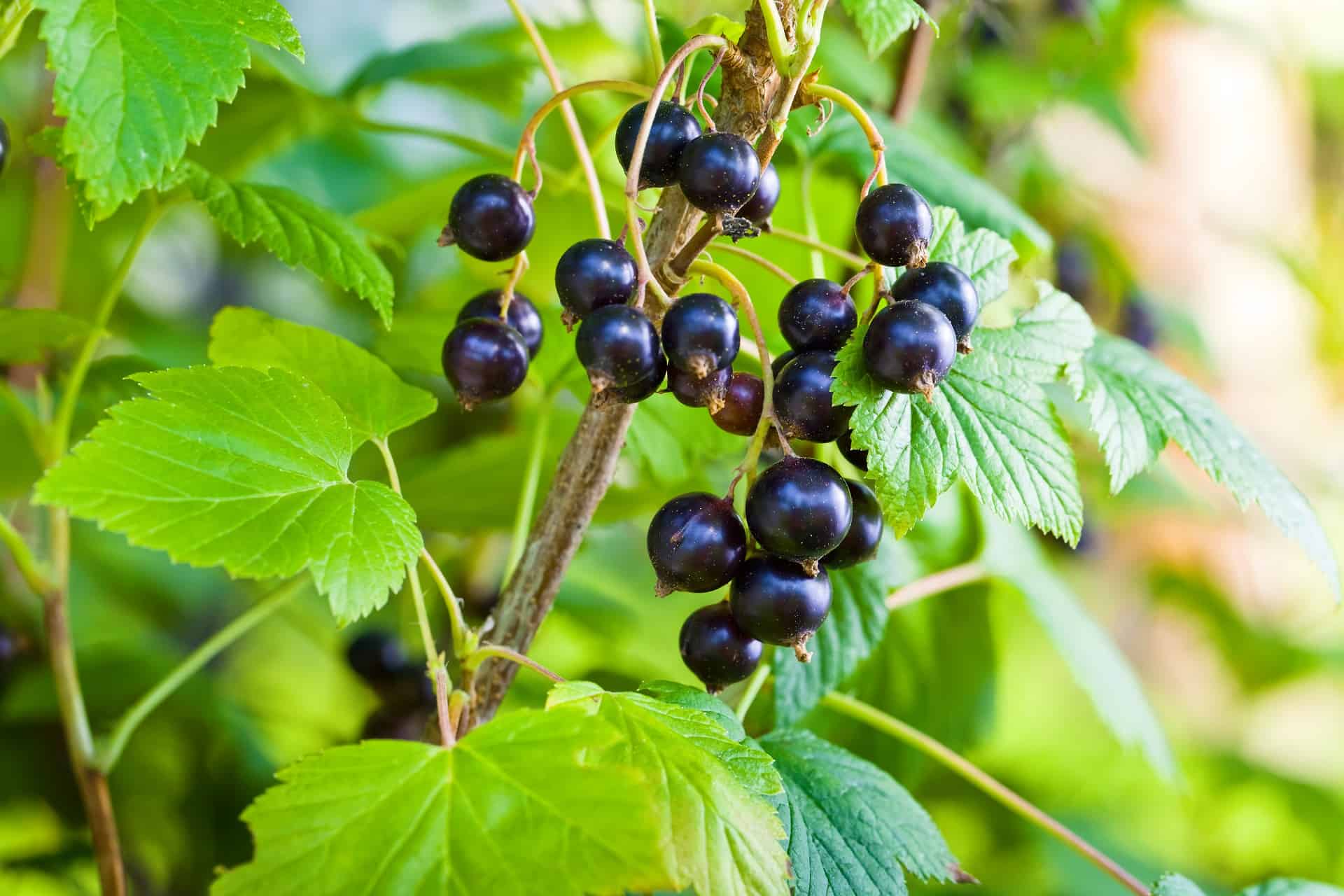 cassis bourgogne