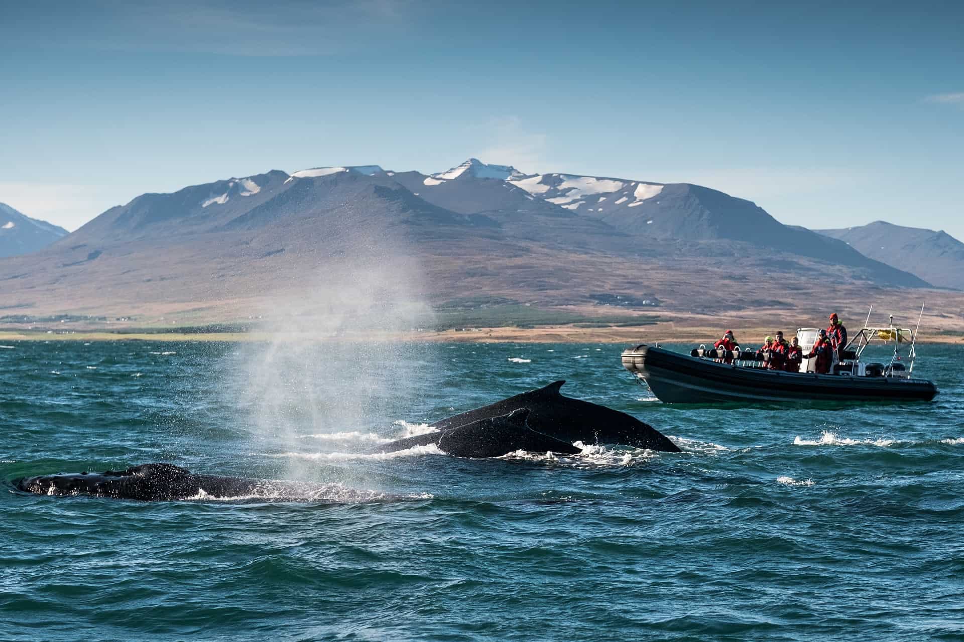 observation baleines husavik