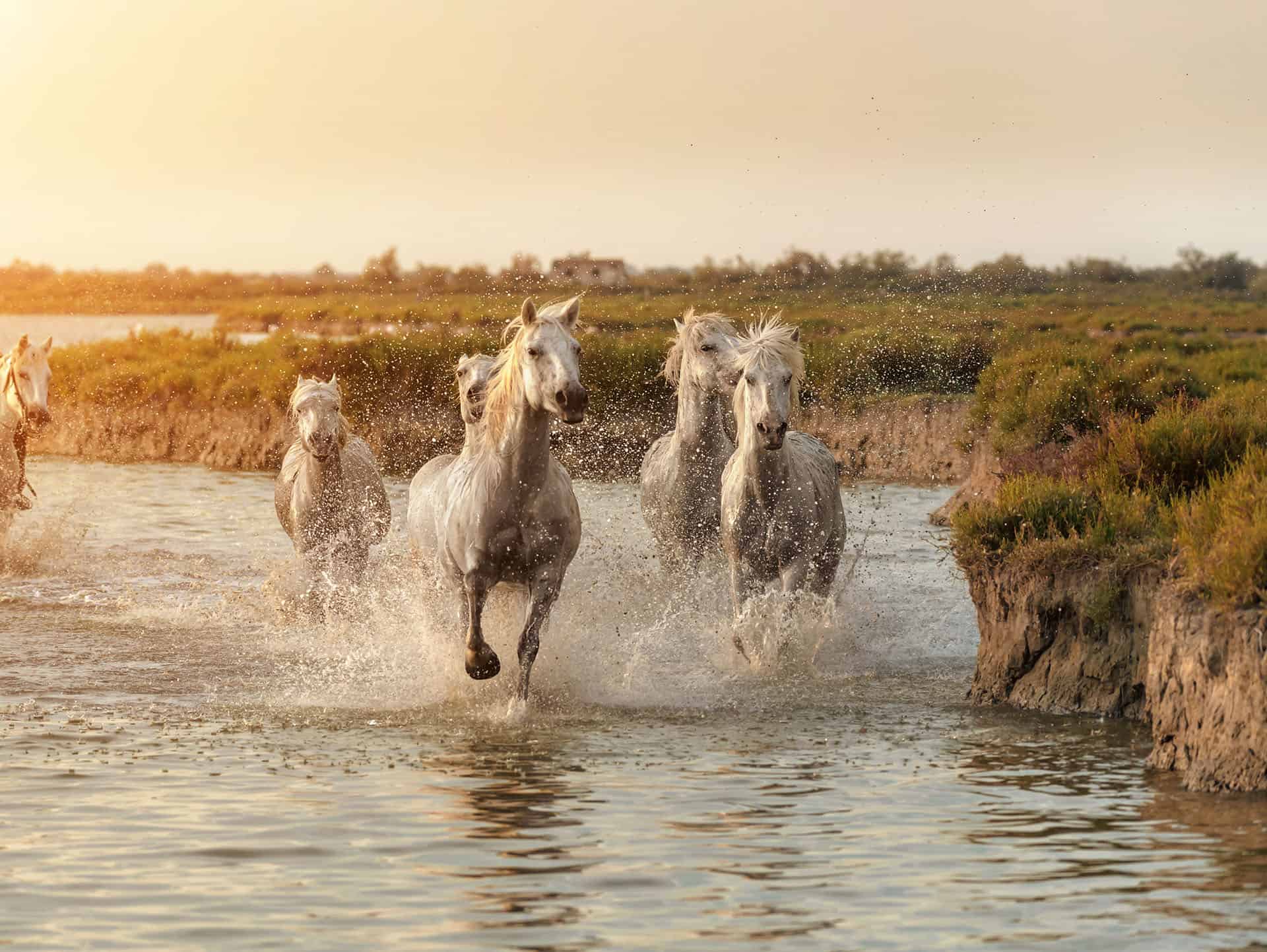 chevaux de camargue