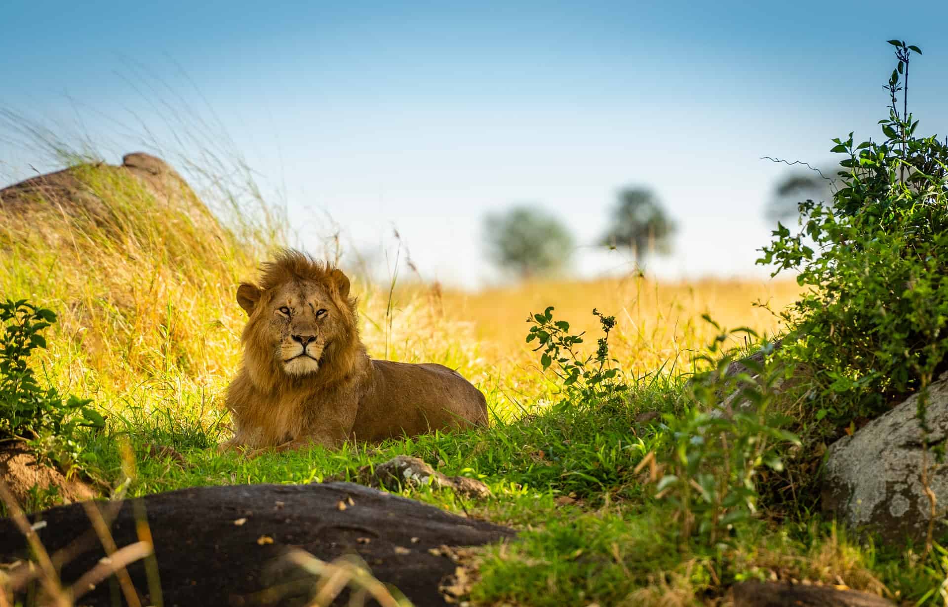 lion serengeti