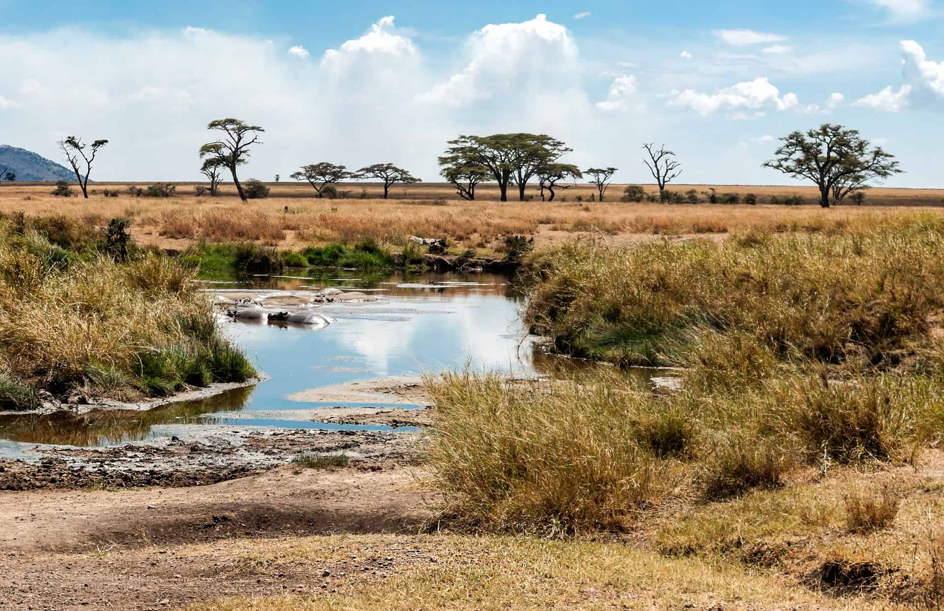 savane tanzanie