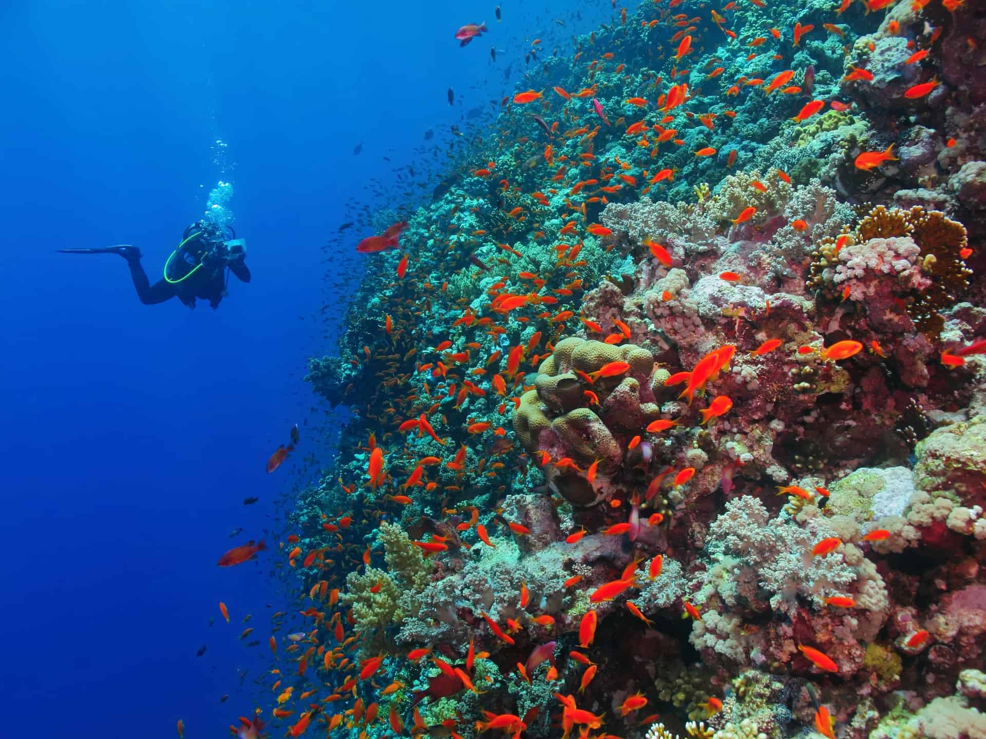 scuba diving