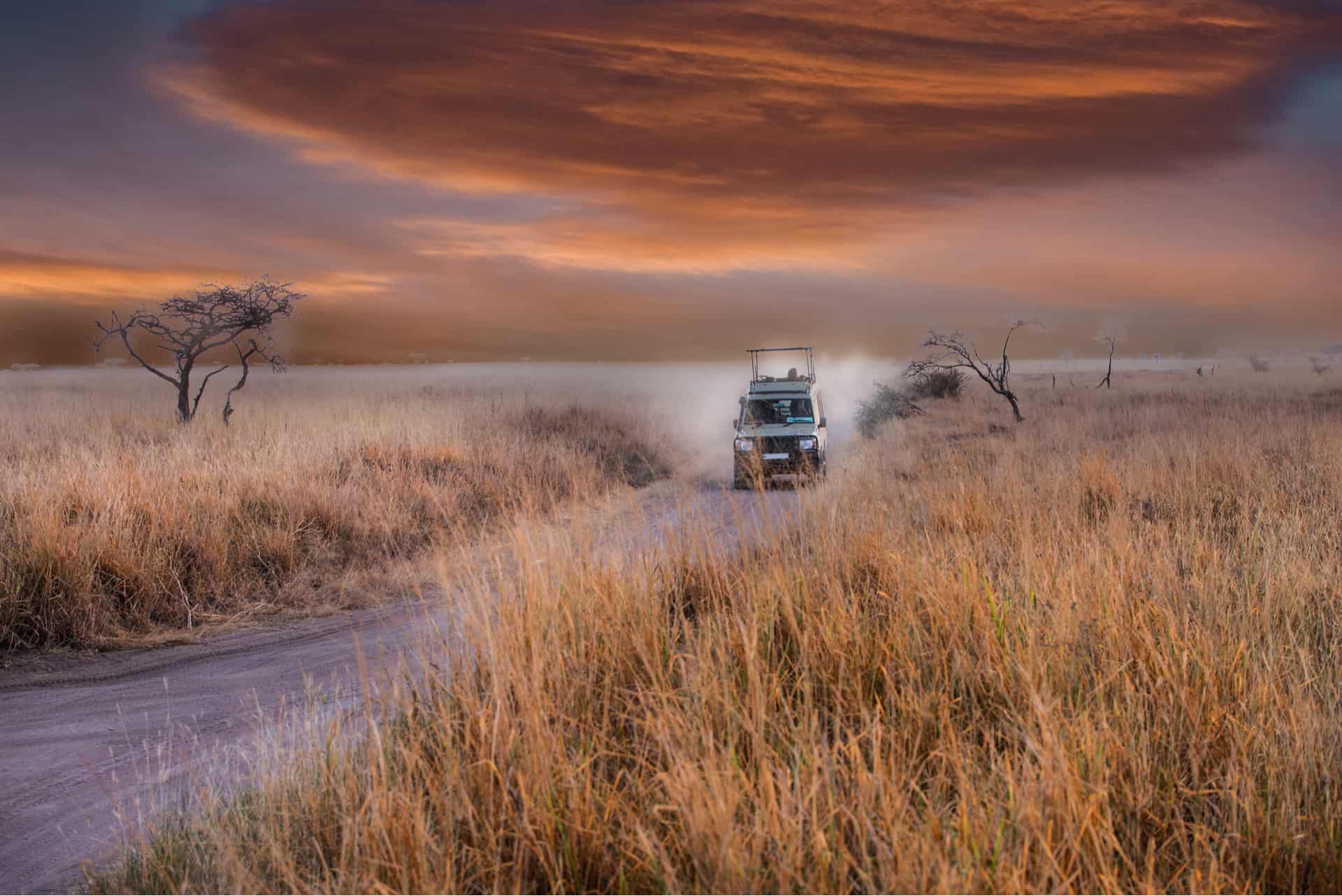 safari parc national du serengeti